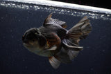 Thai Oranda  Tricolor 6 Inch (ID#1129To6c-113)