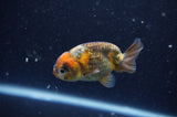 2Pack Ranchu   2.5 Inch (ID#304RPTD-4) Free2Day SHIPPING
