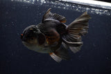 Thai Oranda  Tricolor 6 Inch (ID#1129To6c-113)