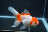 Thai Oranda  Red White 5 Inch (ID#1004To2b-106) Free2Day SHIPPING