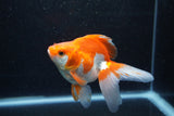 Ryukin Long Tail Red White 5 Inch (ID#1217Ry7b-5) Free2Day SHIPPING