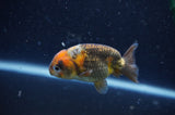 2Pack Ranchu   2.5 Inch (ID#304RPTD-4) Free2Day SHIPPING