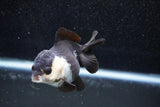 Short Body Thai Oranda  Panda 3.5 Inch (ID#1011To14b-73) Free2Day SHIPPING