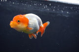 Juvenile Lionchu  Red White 3.5 Inch (ID#408R11b-15) Free2Day SHIPPING