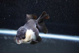 Short Body Thai Oranda  Panda 3.5 Inch (ID#1011To14b-73) Free2Day SHIPPING