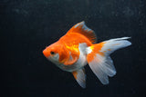 Ryukin Long Tail Red White 5 Inch (ID#1217Ry7b-5) Free2Day SHIPPING