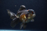 Thai Oranda  Tricolor 6 Inch (ID#1129To6c-113)