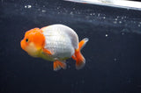 Juvenile Lionchu  Red White 3.5 Inch (ID#408R11b-15) Free2Day SHIPPING