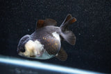 Short Body Thai Oranda  Panda 3.5 Inch (ID#1011To14b-73) Free2Day SHIPPING