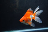 Ryukin Long Tail Red White 5 Inch (ID#1217Ry7b-5) Free2Day SHIPPING