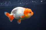 Juvenile Lionchu  Red White 3.5 Inch (ID#408R11b-15) Free2Day SHIPPING