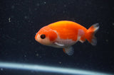 2Pack Ranchu   2.5 Inch (ID#304RPTD-4) Free2Day SHIPPING