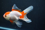 Thai Oranda  Red White 5 Inch (ID#1004To2b-106) Free2Day SHIPPING