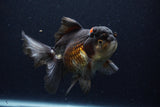 Thai Oranda  Tricolor 6 Inch (ID#1129To6c-113)