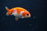 2Pack Ranchu   2.5 Inch (ID#304RPTD-4) Free2Day SHIPPING
