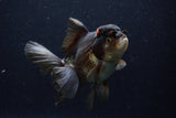 Thai Oranda  Tricolor 6 Inch (ID#1129To6c-113)