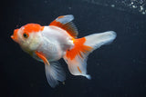 Thai Oranda  Red White 5 Inch (ID#1004To2b-106) Free2Day SHIPPING