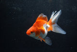 Ryukin Long Tail Red White 5 Inch (ID#1217Ry7b-5) Free2Day SHIPPING