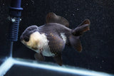 Short Body Thai Oranda  Panda 3.5 Inch (ID#1011To14b-73) Free2Day SHIPPING