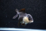 Short Body Thai Oranda  Panda 3.5 Inch (ID#1011To14b-73) Free2Day SHIPPING