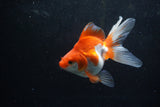 Ryukin Long Tail Red White 5 Inch (ID#1217Ry7b-5) Free2Day SHIPPING