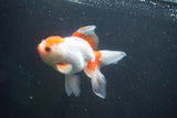 Thai Oranda  Red White 5 Inch (ID#1004To2b-106) Free2Day SHIPPING