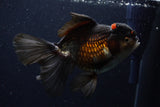 Thai Oranda  Tricolor 6 Inch (ID#1129To6c-113)