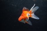 Ryukin Long Tail Red White 5 Inch (ID#1217Ry7b-5) Free2Day SHIPPING