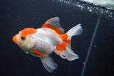 Thai Oranda  Red White 5 Inch (ID#1004To2b-106) Free2Day SHIPPING