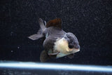 Short Body Thai Oranda  Panda 3.5 Inch (ID#1011To14b-73) Free2Day SHIPPING