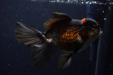 Thai Oranda  Tricolor 6 Inch (ID#1129To6c-113)