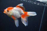 Thai Oranda  Red White 5 Inch (ID#1004To2b-106) Free2Day SHIPPING