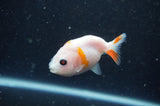 2Pack Ranchu   2.5 Inch (ID#304RPTD-5) Free2Day SHIPPING