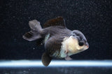 Short Body Thai Oranda  Panda 3.5 Inch (ID#1011To14b-73) Free2Day SHIPPING