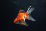 Ryukin Long Tail Red White 5 Inch (ID#1217Ry7b-5) Free2Day SHIPPING