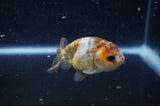 2Pack Ranchu   2.5 Inch (ID#304RPTD-5) Free2Day SHIPPING