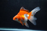 Ryukin Long Tail Red White 5 Inch (ID#1217Ry7b-5) Free2Day SHIPPING