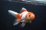 Thai Oranda  Red White 5 Inch (ID#1004To2b-106) Free2Day SHIPPING