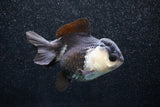 Short Body Thai Oranda  Panda 3.5 Inch (ID#1011To14b-73) Free2Day SHIPPING