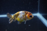 2Pack Ranchu   2.5 Inch (ID#304RPTD-5) Free2Day SHIPPING