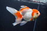 Thai Oranda  Red White 5 Inch (ID#1004To2b-106) Free2Day SHIPPING