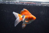 Ryukin Long Tail Red White 5 Inch (ID#1217Ry7b-5) Free2Day SHIPPING