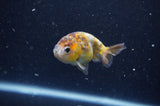 2Pack Ranchu   2.5 Inch (ID#304RPTD-5) Free2Day SHIPPING