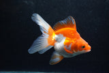 Ryukin Long Tail Red White 5 Inch (ID#1217Ry7b-5) Free2Day SHIPPING