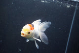 Thai Oranda  Tricolor 5 Inch (ID#1004To2b-107) Free2Day SHIPPING