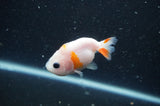 2Pack Ranchu   2.5 Inch (ID#304RPTD-5) Free2Day SHIPPING