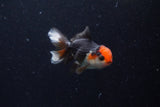 Baby Thai Oranda  Tricolor 3 Inch (ID#1129ToPTA-21) Free2Day SHIPPING