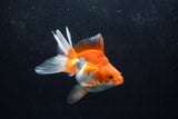 Ryukin Long Tail Red White 5 Inch (ID#1217Ry7b-5) Free2Day SHIPPING