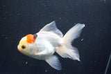 Thai Oranda  Tricolor 5 Inch (ID#1004To2b-107) Free2Day SHIPPING