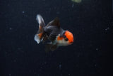 Baby Thai Oranda  Tricolor 3 Inch (ID#1129ToPTA-21) Free2Day SHIPPING